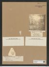 Diatomeae indet. Zeichnungen Sammlung Grunow Nr. 6721 (NHMW-BOT-W0375540)